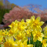 春の思い出〈桜と黄水仙〉　IMGP2456zz