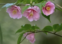 ピンクの椿咲く