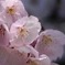 DSC00326. 宴を尽くせ河津桜