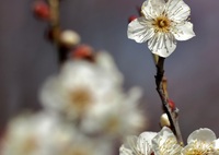White plum blossoms in hirashiba park