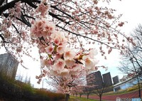 弥生の桜～xxv
