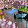 桜浪漫。