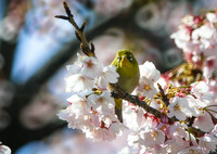 あの～目がリングぼけになっているんですけれど