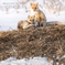 北海道　春に撮った写真　十字狐（たぶん）＆キタキツネ2024　オロロンラインにて