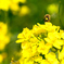 英彦山川2022-3　河川敷　菜の花と蜜蜂