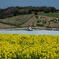 菜の花、海峡大橋、玉ねぎの三点セット