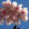春の日を浴びる桜
