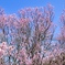 啓翁桜満開！