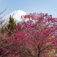 寒緋桜と富士山