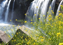 春の滝