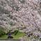 桜三月散歩道（弐）