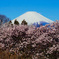里山の桜満開①