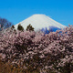 里山の桜満開①