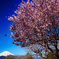 里山の桜満開②