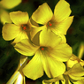 黄色いオキザリス　P1350685zz