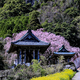 實相院　妙法しだれ桜