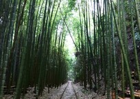  日本で一番美しい廃線跡らしい～倉吉線・竹林エリア　１