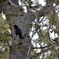 Red-Winged Blackbird I 3-5-24