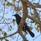 Red-Winged Blackbird III 3-5-24