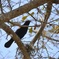 Red-Winged Blackbird V 3-5-24