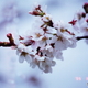 枝先の桜(^o^;film