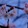 淡墨の桜
