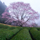 霧中の桜