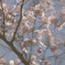 陽光桜