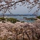 日本三景　春の松島
