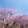 枝垂れ桜