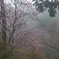 霧雨の早咲き桜
