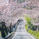 家山桜のトンネル
