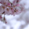 枝垂れ桜4