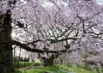 老木の枝垂れ桜