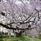 老木の枝垂れ桜