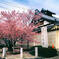 アナログ：長徳寺とおかめ桜