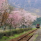 桜の駅