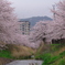雨上がりの河原の桜