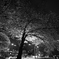 桜咲く夜道