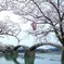 桜の誘惑