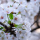 Nature「桜開花」