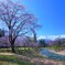 桜の花の咲く頃