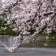 水辺の桜