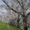 武庫川河川敷の桜 桜並木