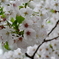 上野東照宮の桜