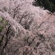 桜、満開に -16 (694T)