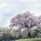 わに塚の桜