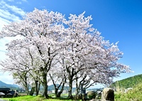 美しく咲く桜