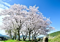 美しく咲く桜