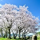 美しく咲く桜